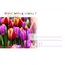 Kartka Szczecin 2019, Wiosna, kwiat tulipan