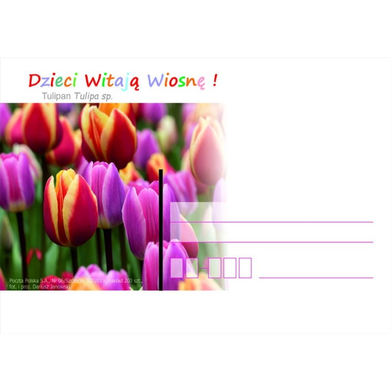 Kartka Szczecin 2019, Wiosna, kwiat tulipan