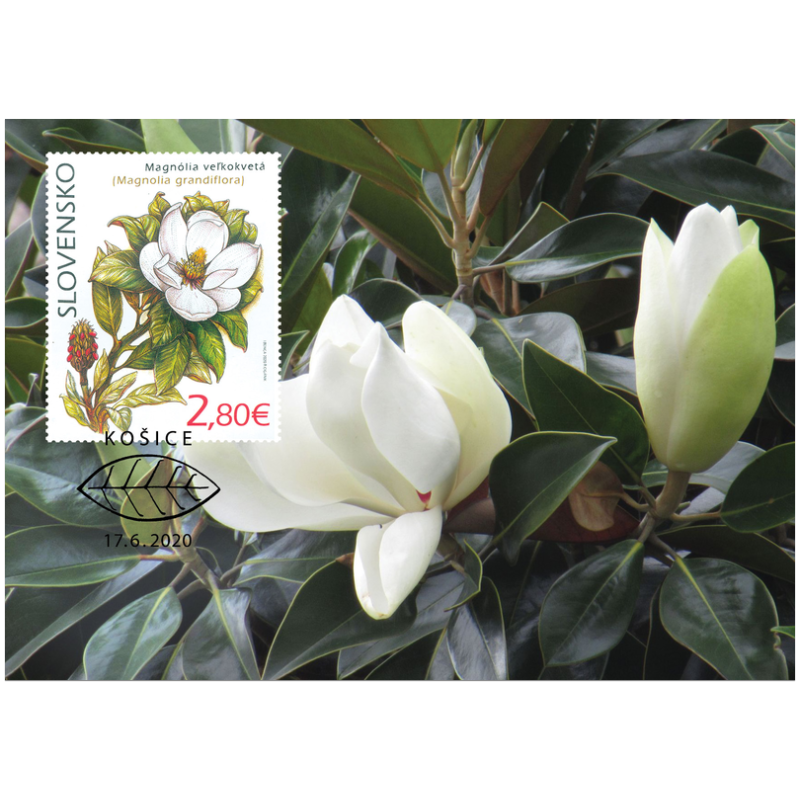 Słowacja 2020, Flora, kwiat, magnolia, ogród botaniczny. Karta maksimum