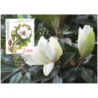 Słowacja 2020, Flora, kwiat, magnolia, ogród botaniczny. Karta maksimum