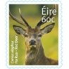 Irlandia 2013, Fauna: jeleń. Samoprzylepny **