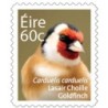 Irlandia 2013, Ptaki: szczygieł. Samoprzylepny **
