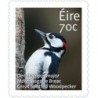 Irlandia 2014, Ptaki: dzięcioł. Samoprzylepny **