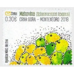 Czarnogóra 2018, Flora: wątrobnik **