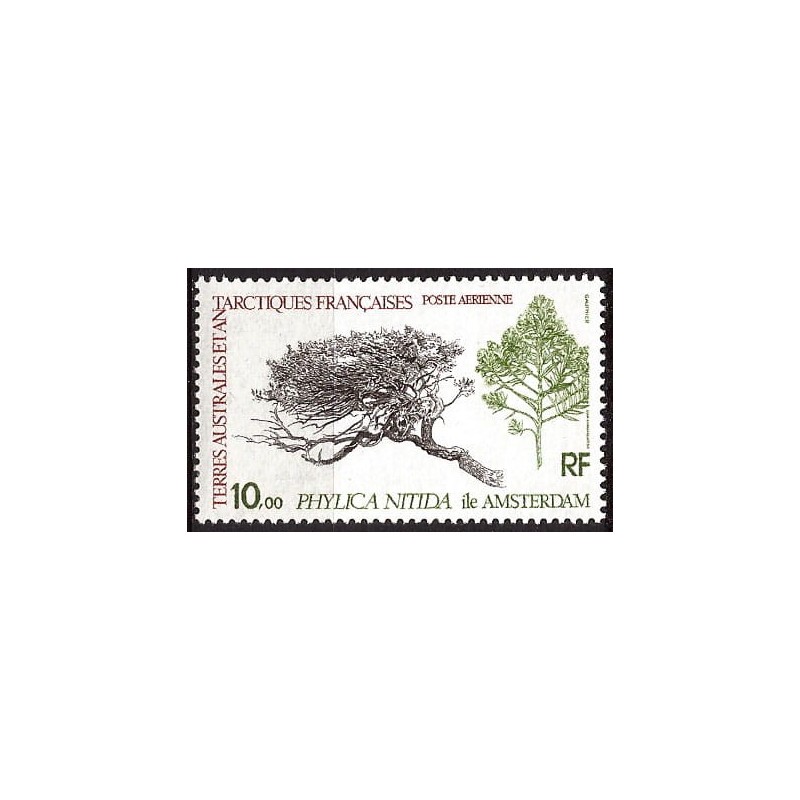 TAAF 1980, Flora: szakłak Phylica nitida **