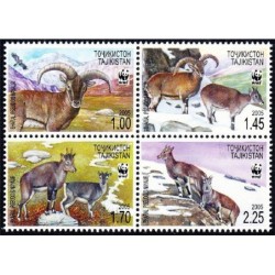 Tadżykistan 2005, WWF, wół nahur górski **