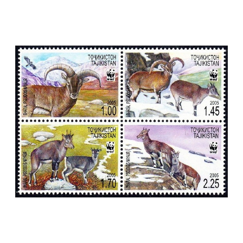 Tadżykistan 2005, WWF, wół nahur górski **
