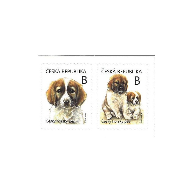 Czechy 2021, Pies, psy, czeski pies górski **