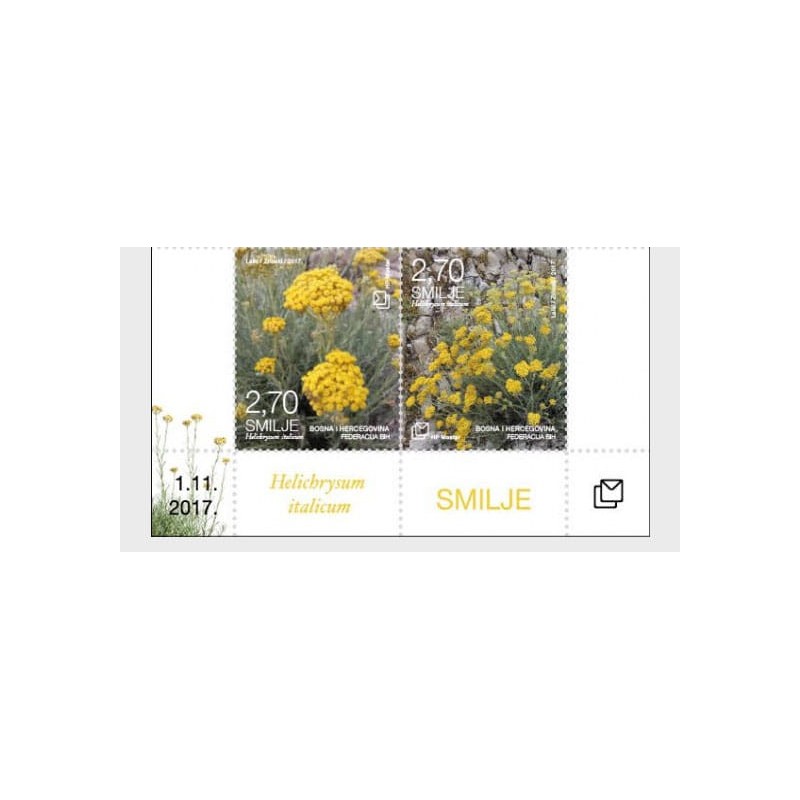 Bośnia 2017, Flora: kocanka, margines **