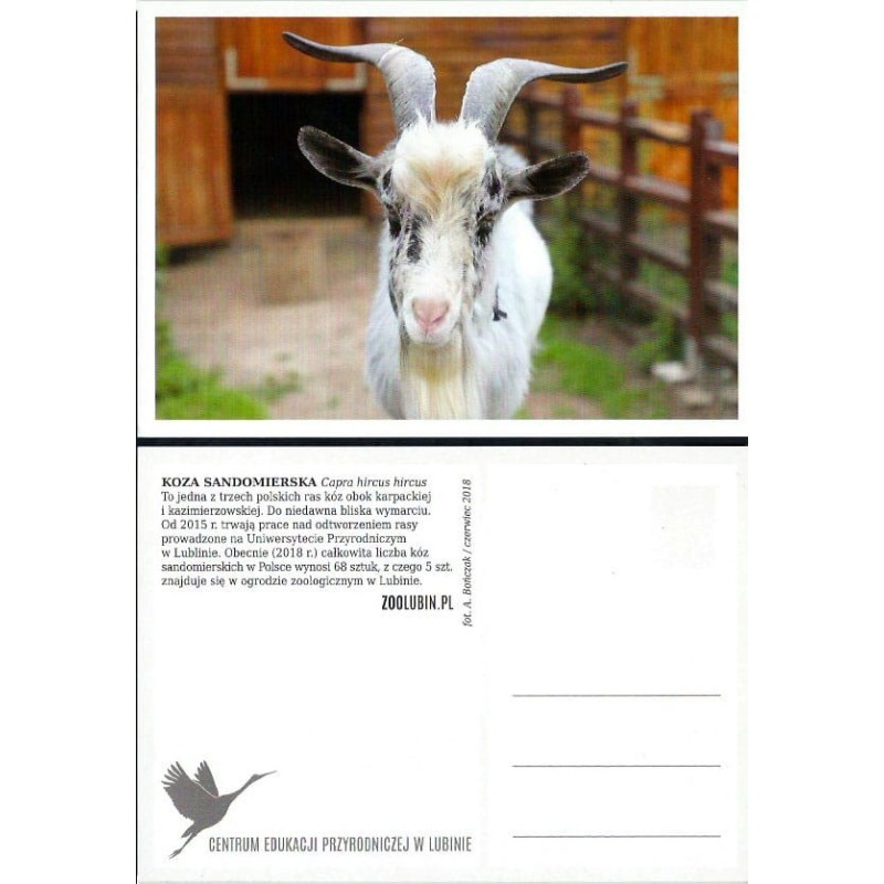 Zoo Lubin, koza sandomierska