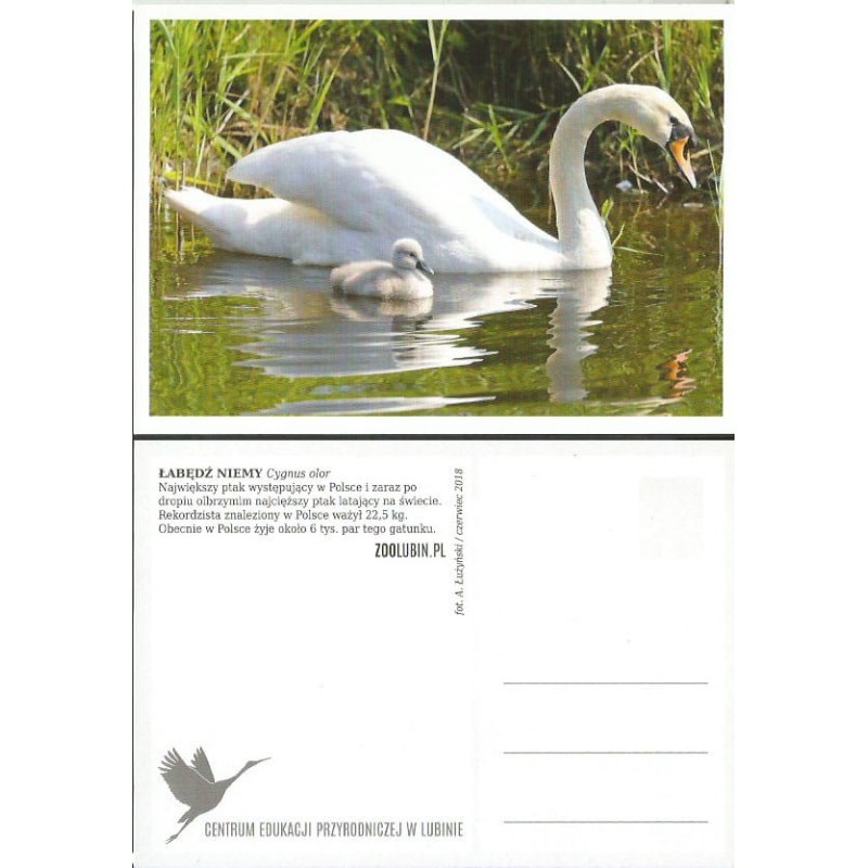 Zoo Lubin, ptak łabędź niemy