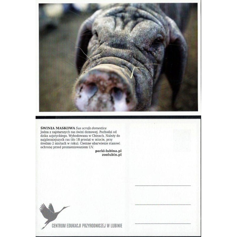 Zoo Lubin, świnia maskowa