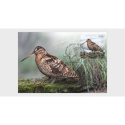 Estonia 2022, Ptaki: Słonka zwyczajna. Karta maksimum