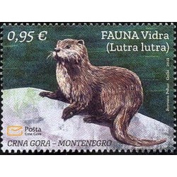 Czarnogóra 2021, Fauna: wydra **