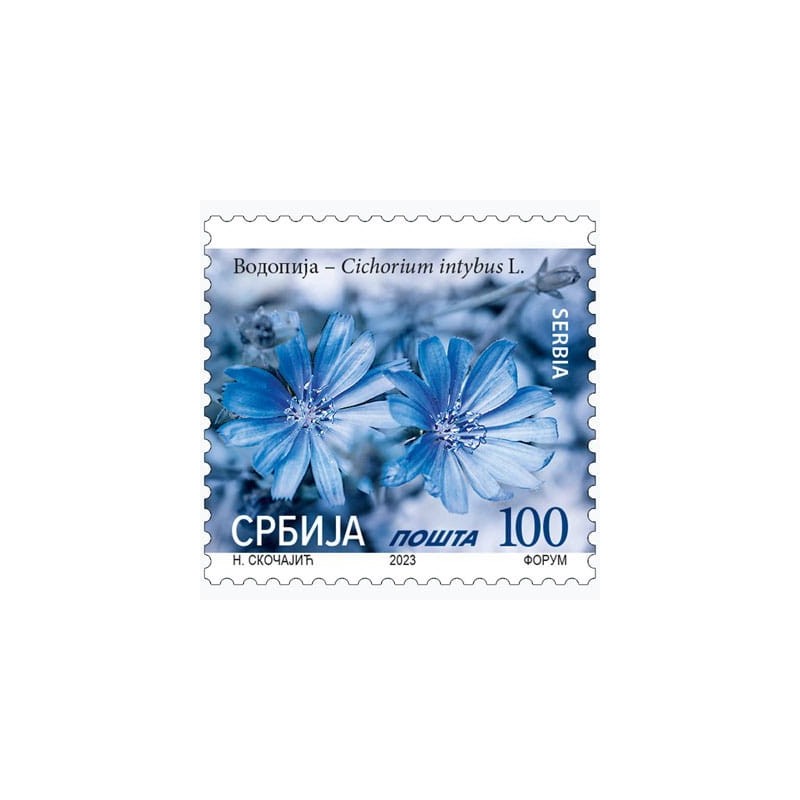 Serbia 2023, Flora: cykoria **