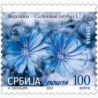 Serbia 2023, Flora: cykoria **