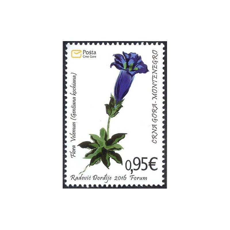 Czarnogóra 2016, Flora: kwiat goryczka **
