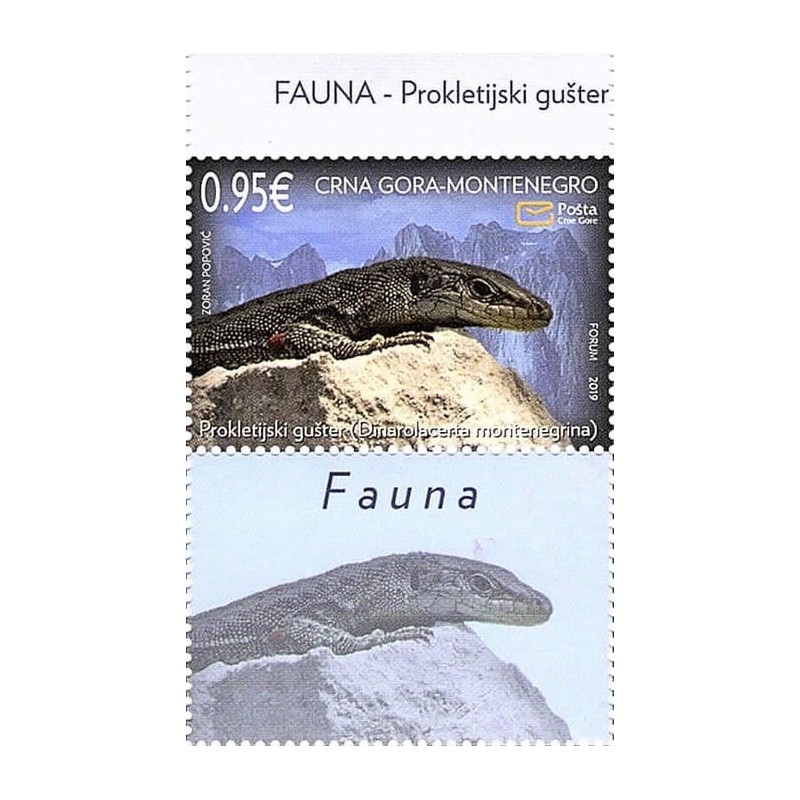 Czarnogóra 2019, Fauna: jaszczurka. Przywieszka **