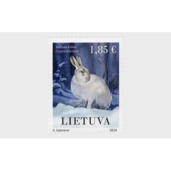 Litwa 2024, Fauna: zając **