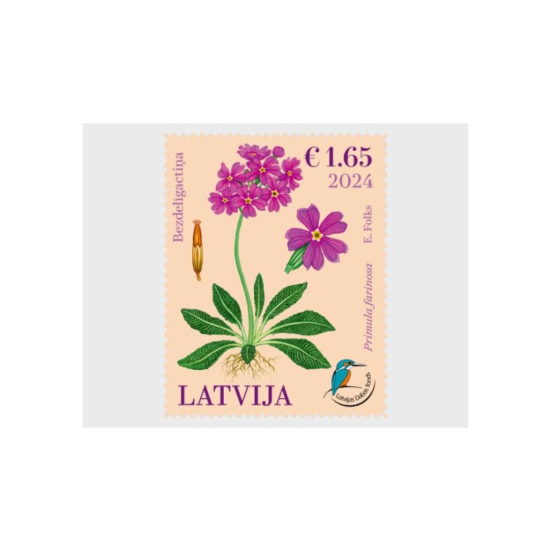 Łotwa 2024, Flora: kwiat pierwiosnek **