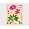 Łotwa 2024, Flora: kwiat pierwiosnek **