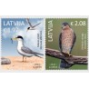 Łotwa 2024, Ptaki: rybitwa i krogulec **