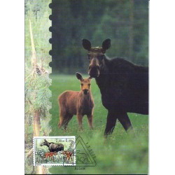 W. Alandzkie 2000, Fauna: łoś. Karta maksimum