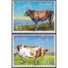 Islandia 2003, Fauna: krowy **