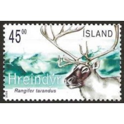 Islandia 2003, Fauna: renifer **