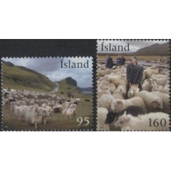 Islandia 2009, Owce, owca, hodowla **