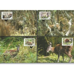 Afganistan 2004, WWF: piżmowiec. Karty maksimum