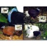 Brunei 2001, WWF: ptak kiściec. Karty maksimum