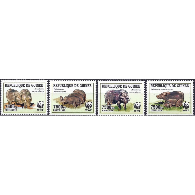 Gwinea 2006, WWF: świnia dzikacz **
