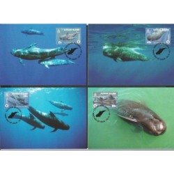 Kajmany 2003, WWF: grindwal. Karty maksimum