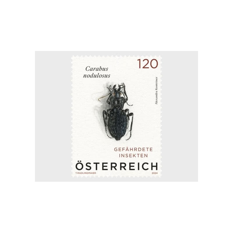 Austria 2024, Owady: biegaczowate **