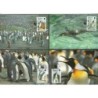 Wyspy Falklandzkie 1991, WWF: ptaki pingwiny. Karty maksimum