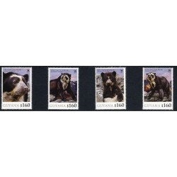 Gujana 2012, Niedźwiedź. Wildlife **