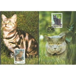 Francja 1999, Fauna: koty. Karta maksimum