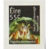 Irlandia 2012, Fauna: krab. Samoprzylepny **