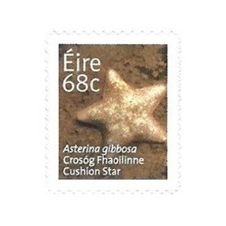 Irlandia 2014, Fauna: rozgwiazda. Samoprzylepny **