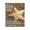 Irlandia 2014, Fauna: rozgwiazda. Samoprzylepny **