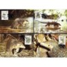 Makau 1995, WWF: łuskowiec. Karty maksimum