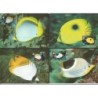 Mikronezja 1997, WWF: ryby. Karty maksimum