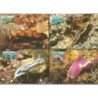 Niue 1999, WWF: ślimaki nagoskrzelne. Karty maksimum