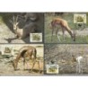 Somalia 1992, WWF: gazela. Karty maksimum