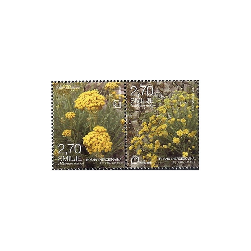 Bośnia 2017, Flora: kocanka **