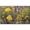 Bośnia 2017, Flora: kocanka **