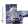 Chorwacja 2011, Zwierzęta: foka. Karta maksimum