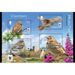 Guernsey 2017, WWF Ptaki: świergotek łąkowy **
