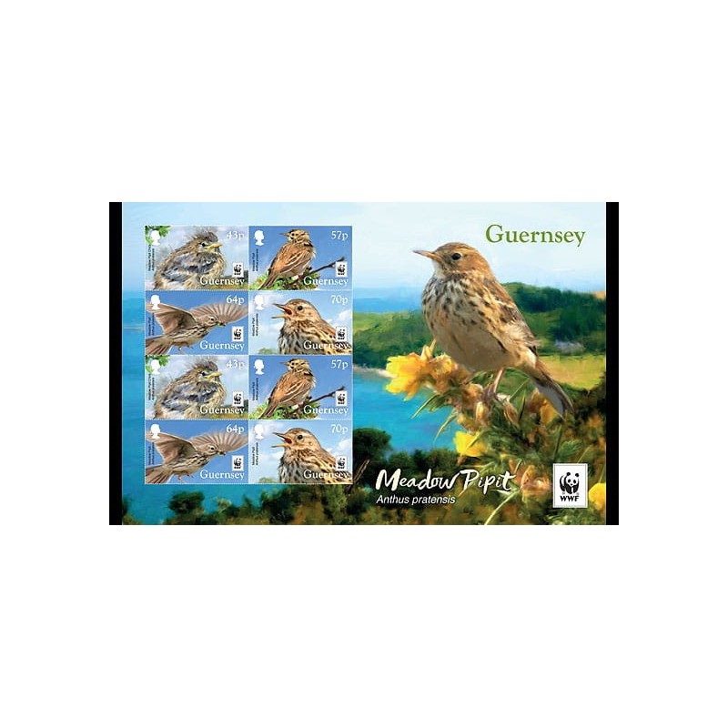 Guernsey 2017, WWF Ptaki: świergotek łąkowy **